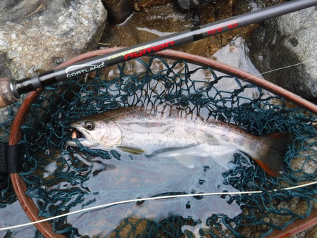 山岳渓流源流部で、ドライフライを楽しむ。